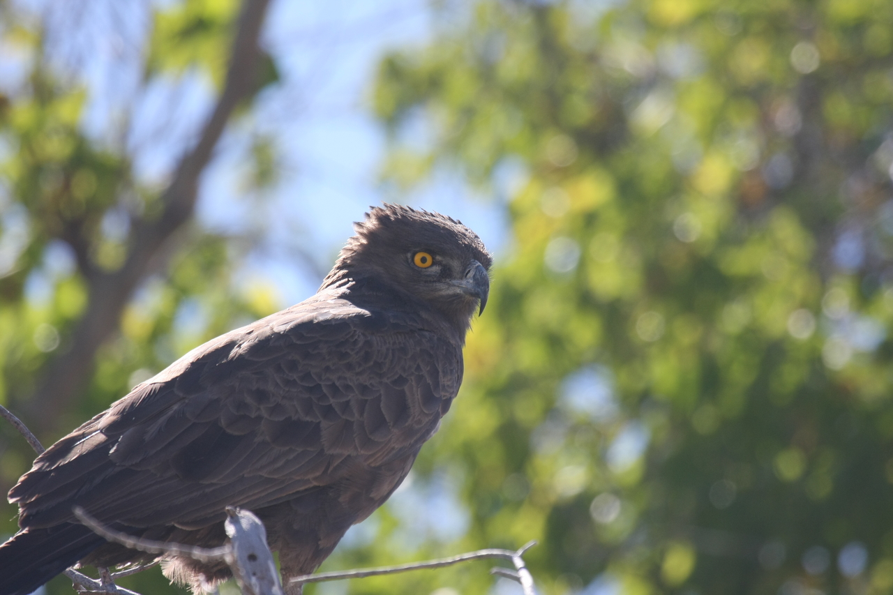 [19314] 2016_06_28_05_01_08_Africa_Canon_EOS_40D_IMG__00545.jpg