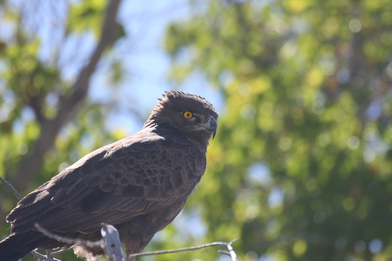 [19319] 2016_06_28_05_01_08_Africa_Canon_EOS_40D_IMG__10378.jpg