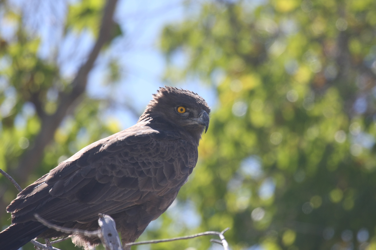 [19321] 2016_06_28_05_01_08_Africa_Canon_EOS_40D_IMG__10381.jpg