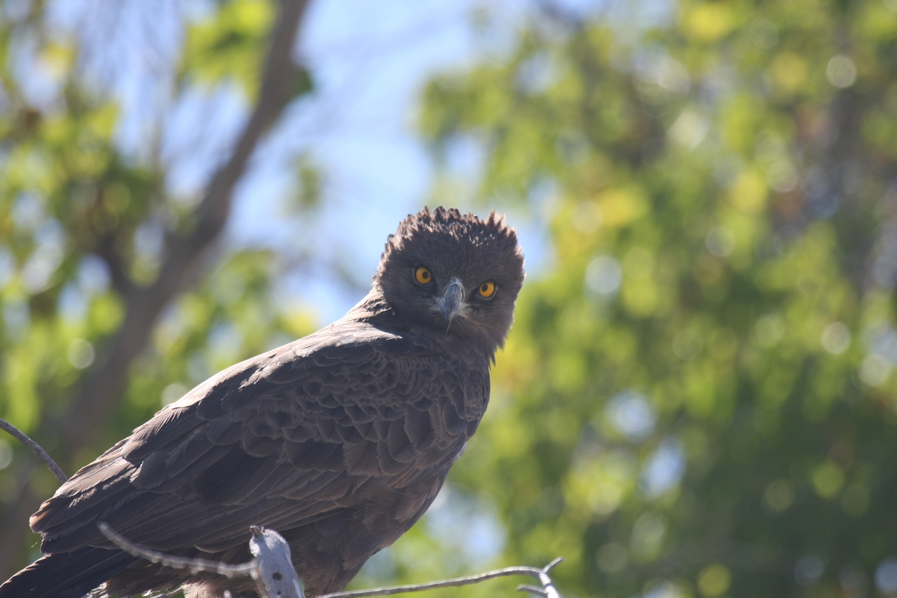 [19325] 2016_06_28_05_01_16_Africa_Canon_EOS_40D_IMG__02935.jpg