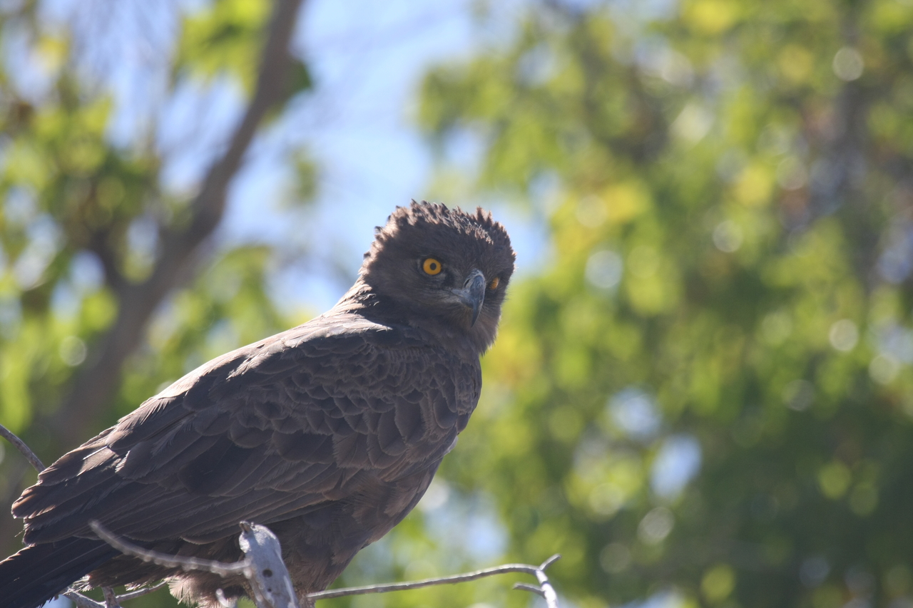 [19326] 2016_06_28_05_01_16_Africa_Canon_EOS_40D_IMG__02936.jpg