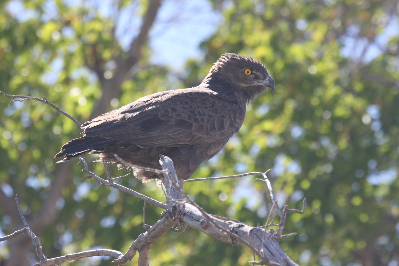 [19333] 2016_06_28_05_02_02_Africa_Canon_EOS_40D_IMG__00553.jpg