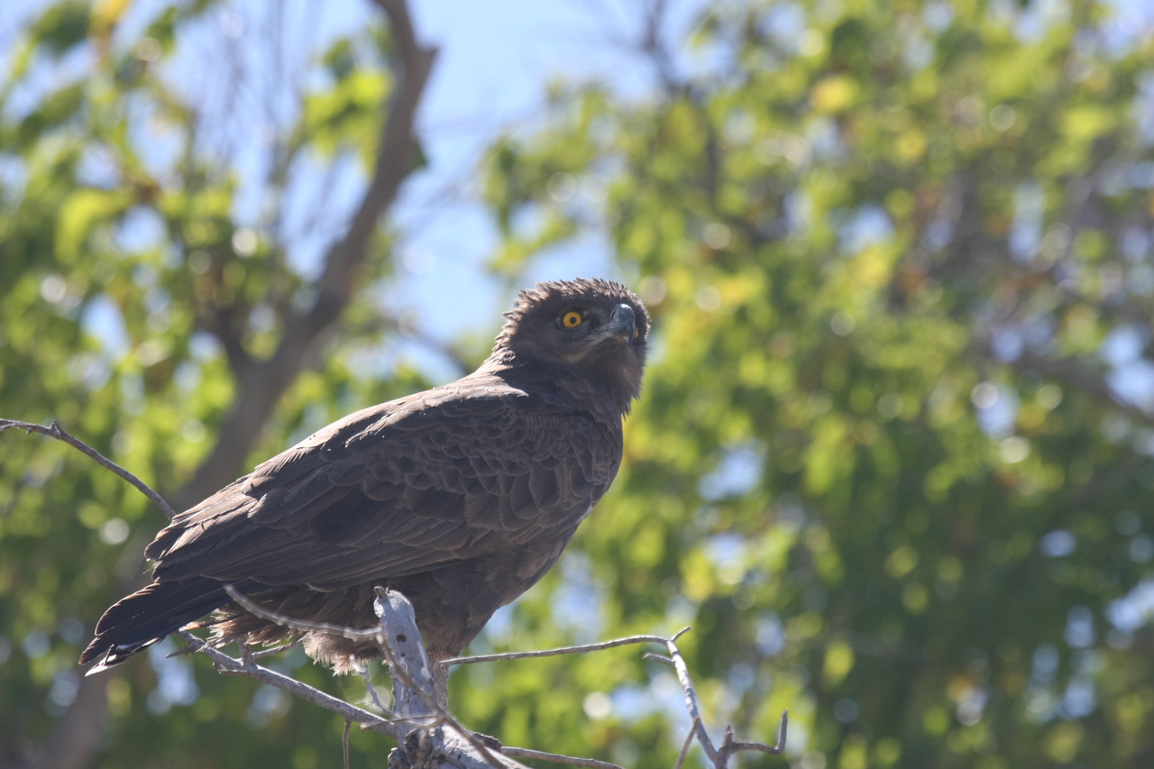 [19352] 2016_06_28_05_02_12_Africa_Canon_EOS_40D_IMG__00560.jpg