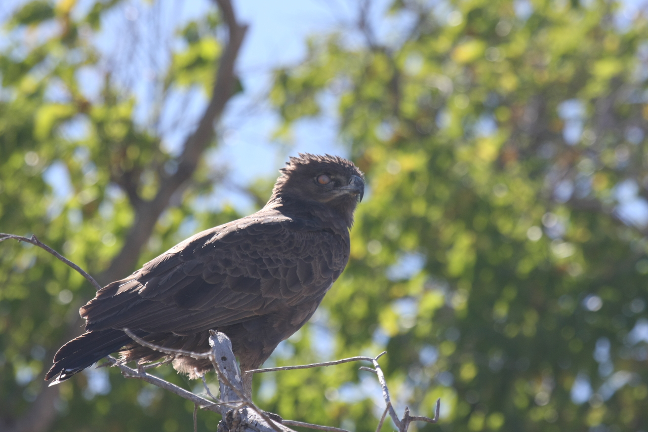 [19353] 2016_06_28_05_02_12_Africa_Canon_EOS_40D_IMG__00561.jpg