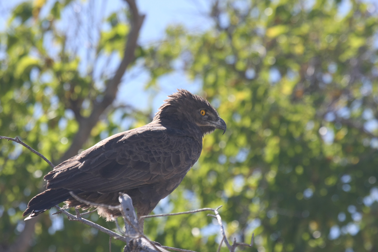 [19360] 2016_06_28_05_02_12_Africa_Canon_EOS_40D_IMG__10396.jpg