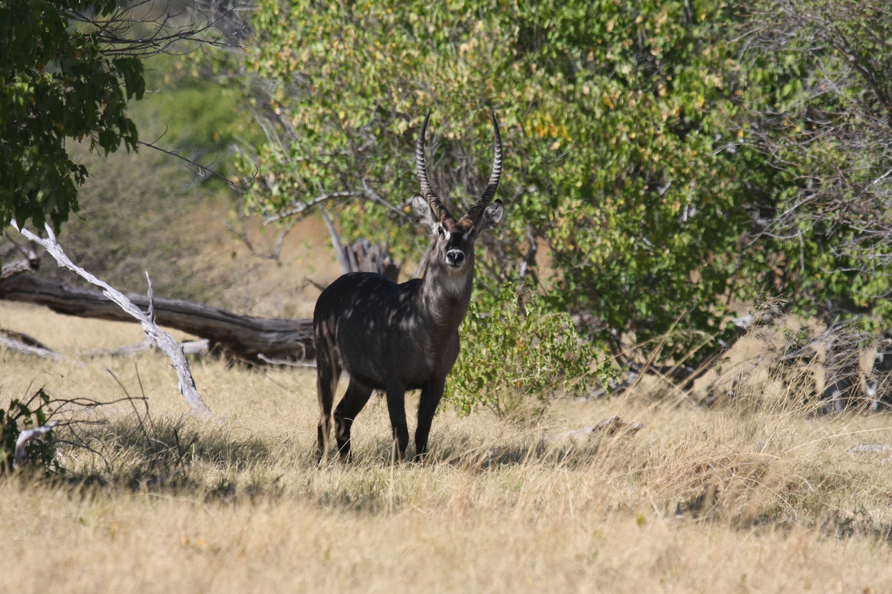 [19364] 2016_06_28_05_08_00_Africa_Canon_EOS_40D_IMG__02950.jpg