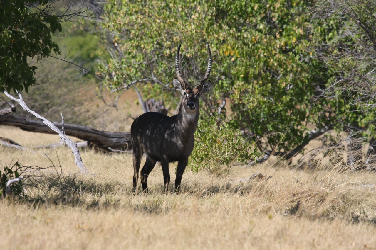 [19374] 2016_06_28_05_08_05_Africa_Canon_EOS_40D_IMG__02954.jpg