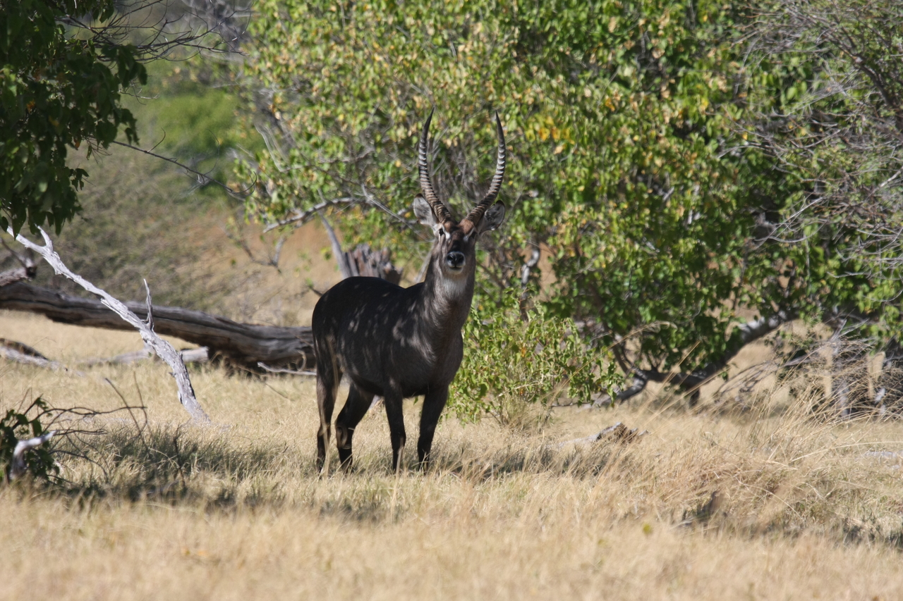 [19378] 2016_06_28_05_08_05_Africa_Canon_EOS_40D_IMG__10402.jpg
