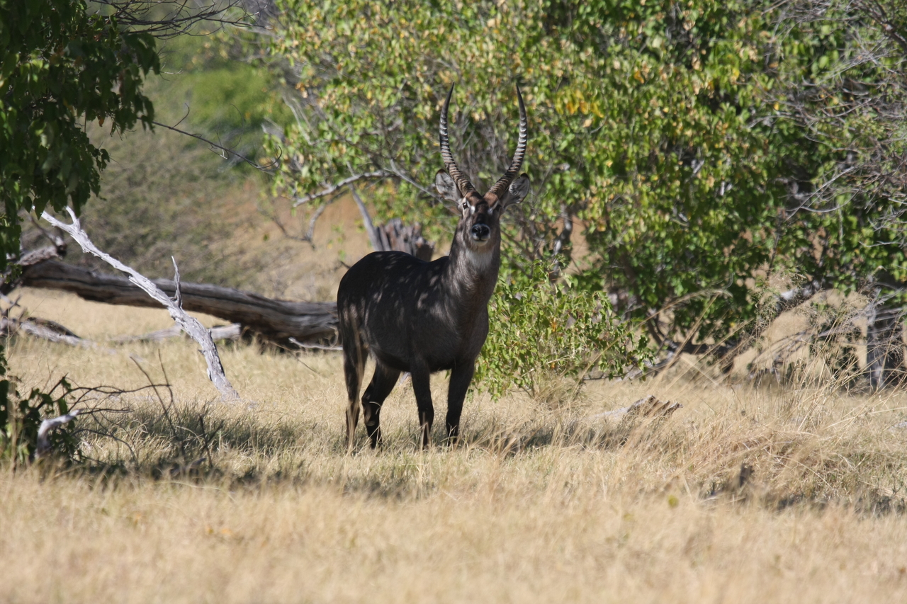 [19386] 2016_06_28_05_08_16_Africa_Canon_EOS_40D_IMG__10405.jpg