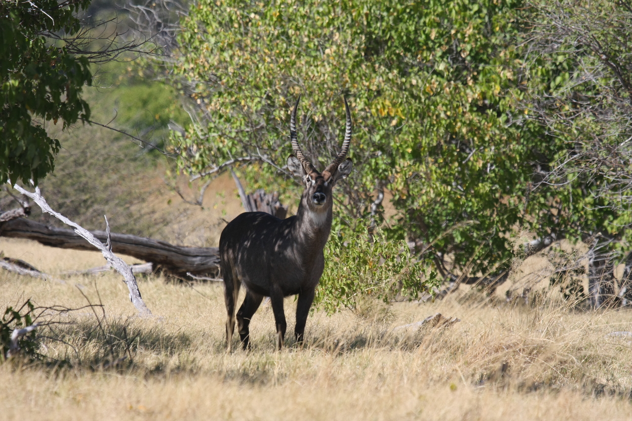 [19394] 2016_06_28_05_08_21_Africa_Canon_EOS_40D_IMG__10407.jpg