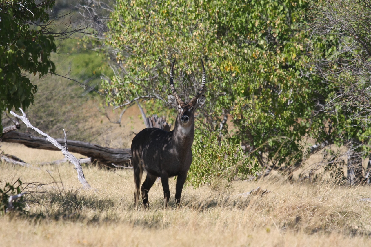 [19402] 2016_06_28_05_08_33_Africa_Canon_EOS_40D_IMG__10411.jpg