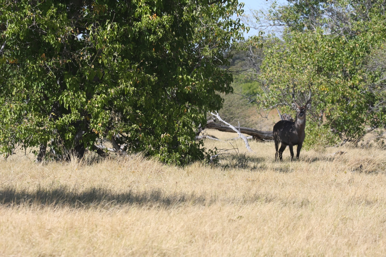 [19411] 2016_06_28_05_09_06_Africa_Canon_EOS_40D_IMG__02968.jpg