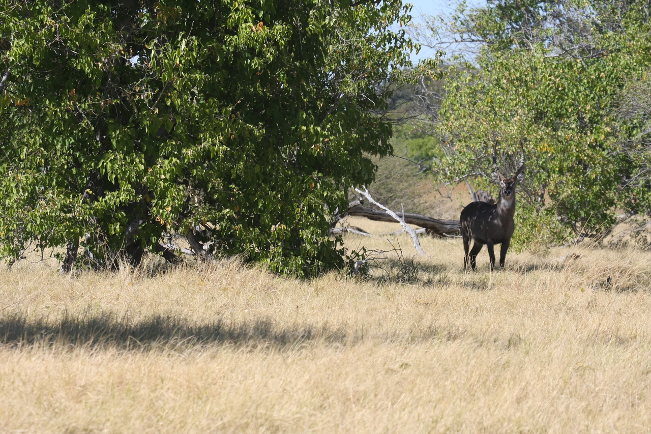 [19414] 2016_06_28_05_09_06_Africa_Canon_EOS_40D_IMG__10416.jpg