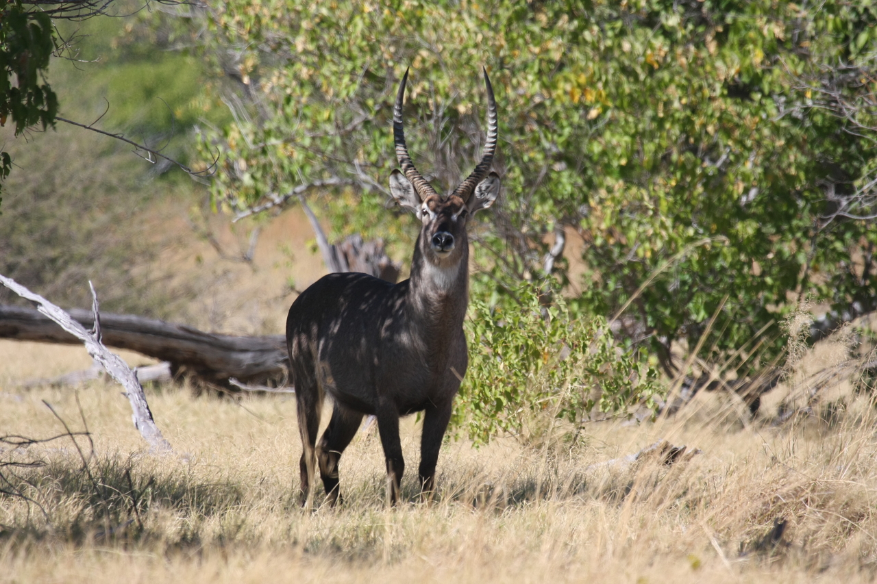 [19418] 2016_06_28_05_09_31_Africa_Canon_EOS_40D_IMG__00584.jpg