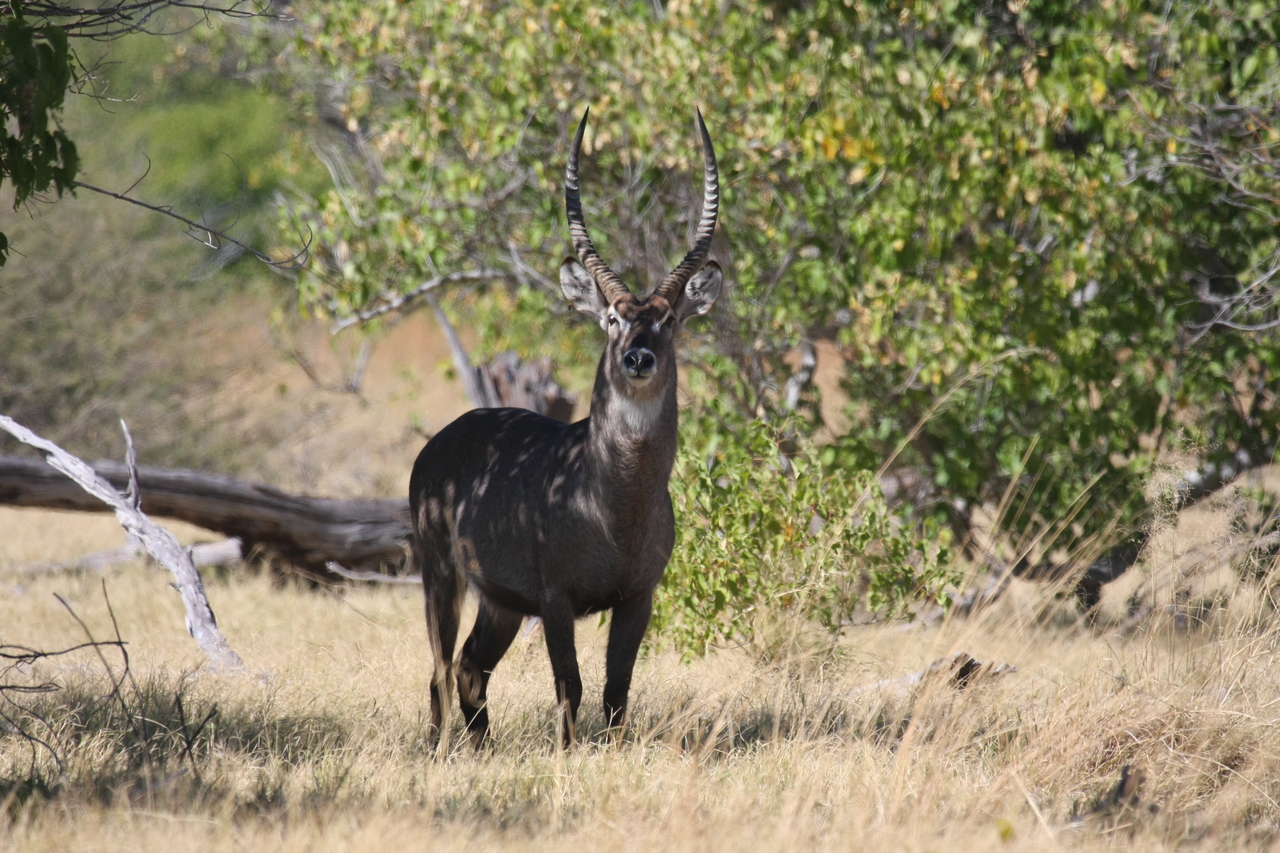 [19426] 2016_06_28_05_09_31_Africa_Canon_EOS_40D_IMG__10420.jpg