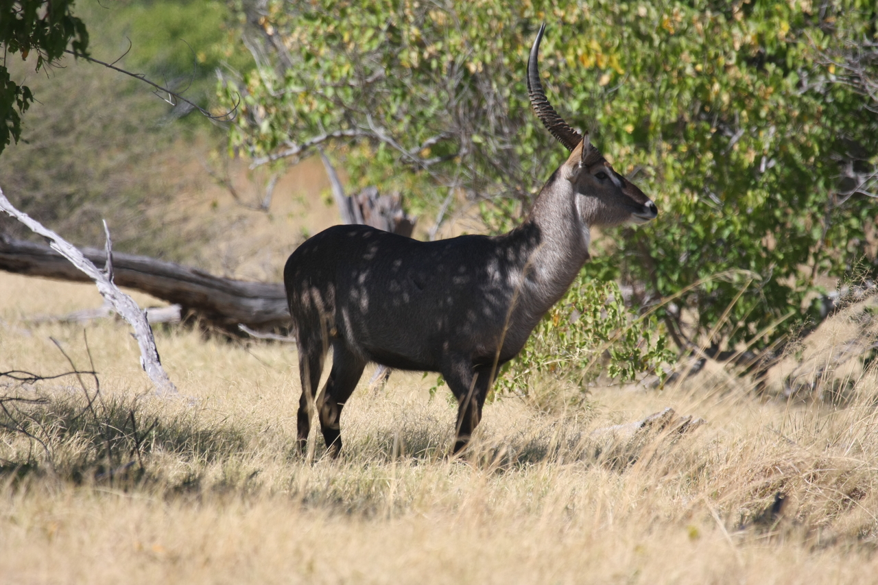 [19429] 2016_06_28_05_10_12_Africa_Canon_EOS_40D_IMG__02974.jpg