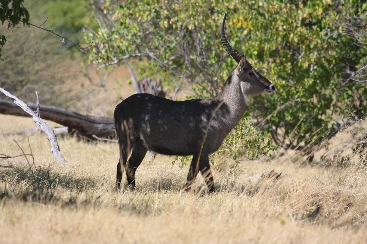 [19430] 2016_06_28_05_10_12_Africa_Canon_EOS_40D_IMG__02975.jpg