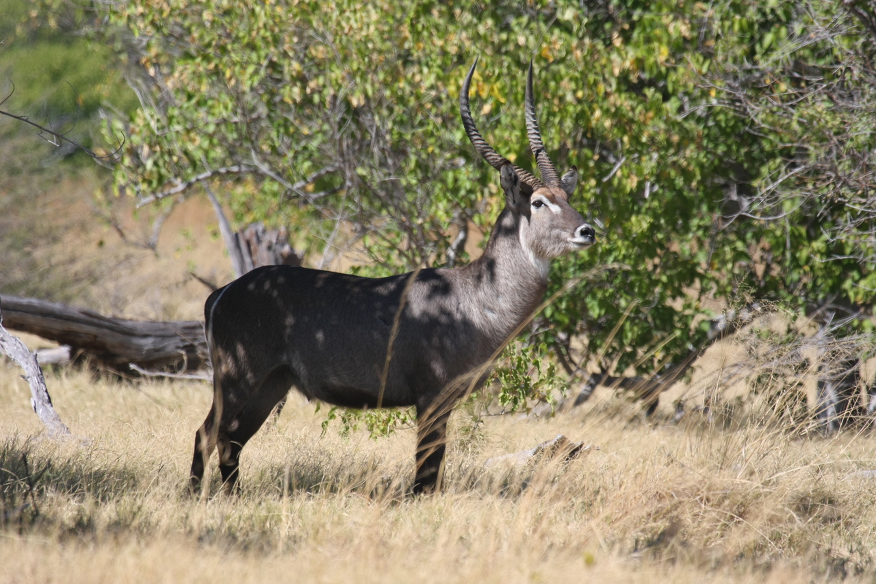 [19439] 2016_06_28_05_10_20_Africa_Canon_EOS_40D_IMG__10423.jpg