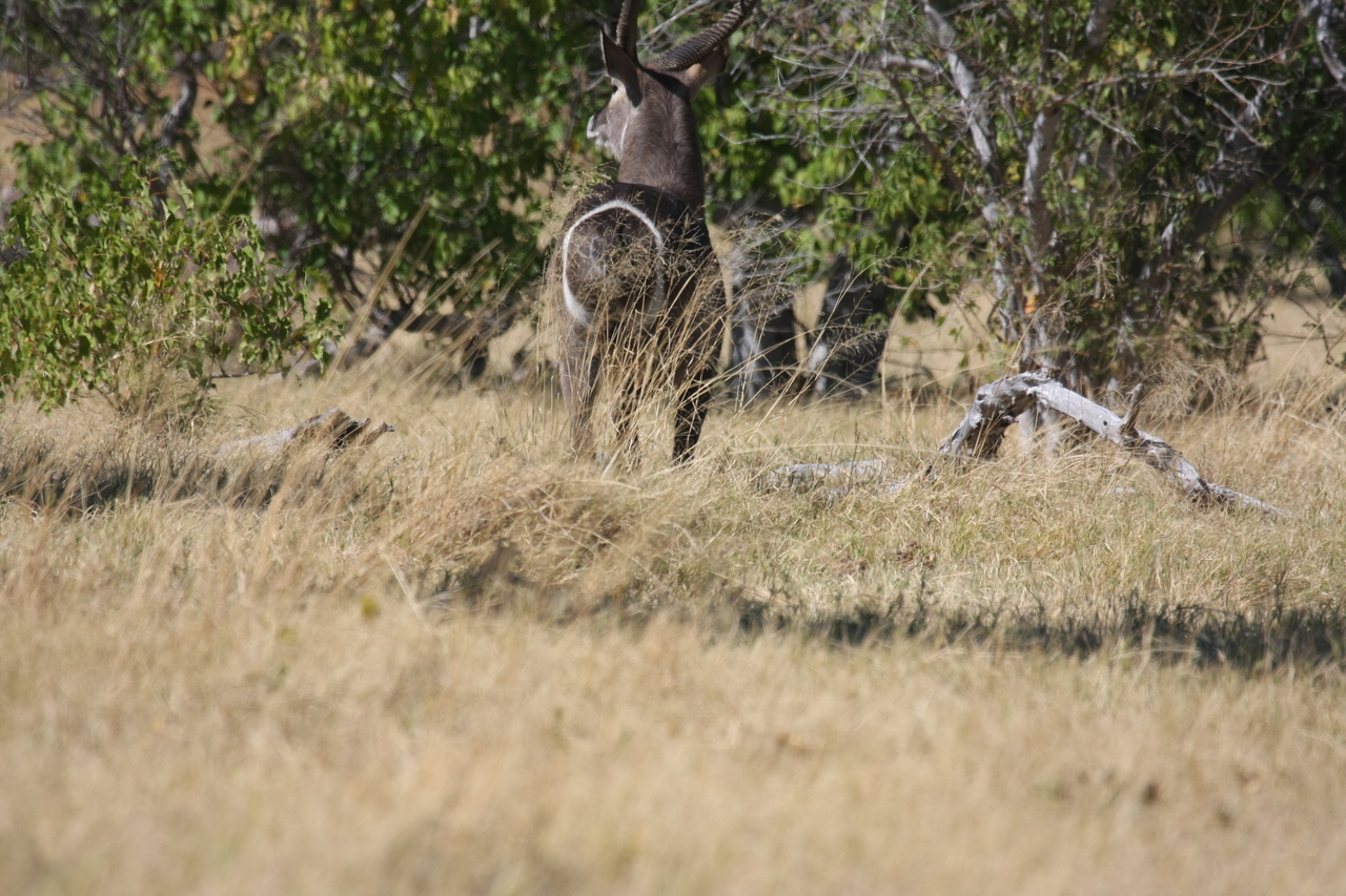 [19442] 2016_06_28_05_10_35_Africa_Canon_EOS_40D_IMG__00593.jpg
