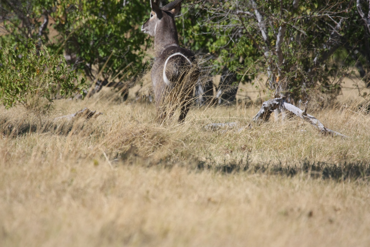 [19446] 2016_06_28_05_10_35_Africa_Canon_EOS_40D_IMG__02981.jpg