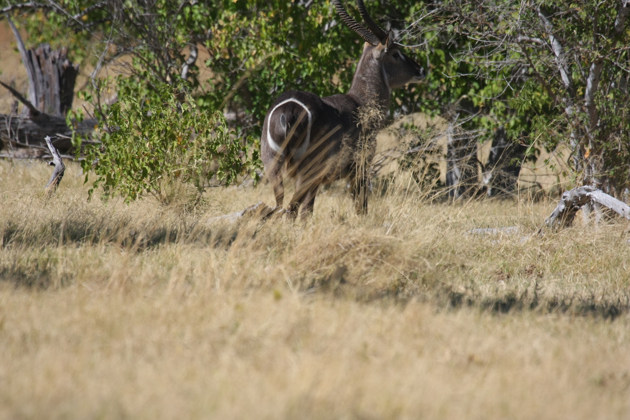 [19453] 2016_06_28_05_10_39_Africa_Canon_EOS_40D_IMG__00598.jpg