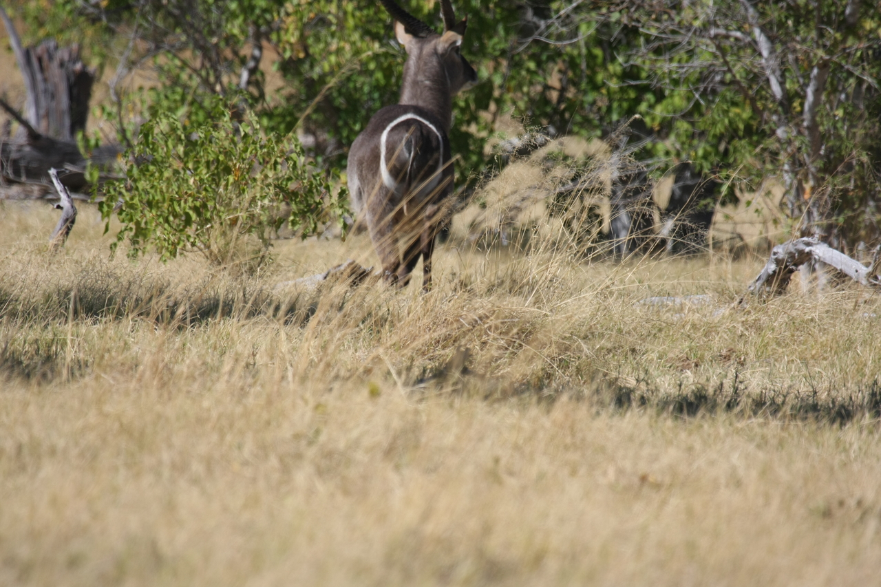 [19454] 2016_06_28_05_10_39_Africa_Canon_EOS_40D_IMG__02983.jpg