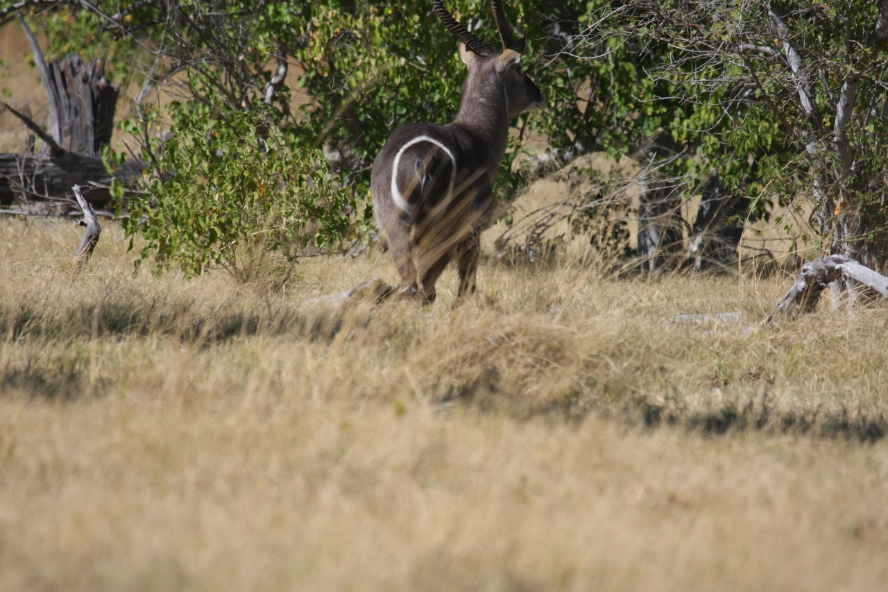 [19458] 2016_06_28_05_10_39_Africa_Canon_EOS_40D_IMG__10431.jpg