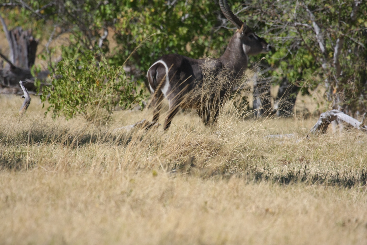 [19462] 2016_06_28_05_10_40_Africa_Canon_EOS_40D_IMG__02986.jpg