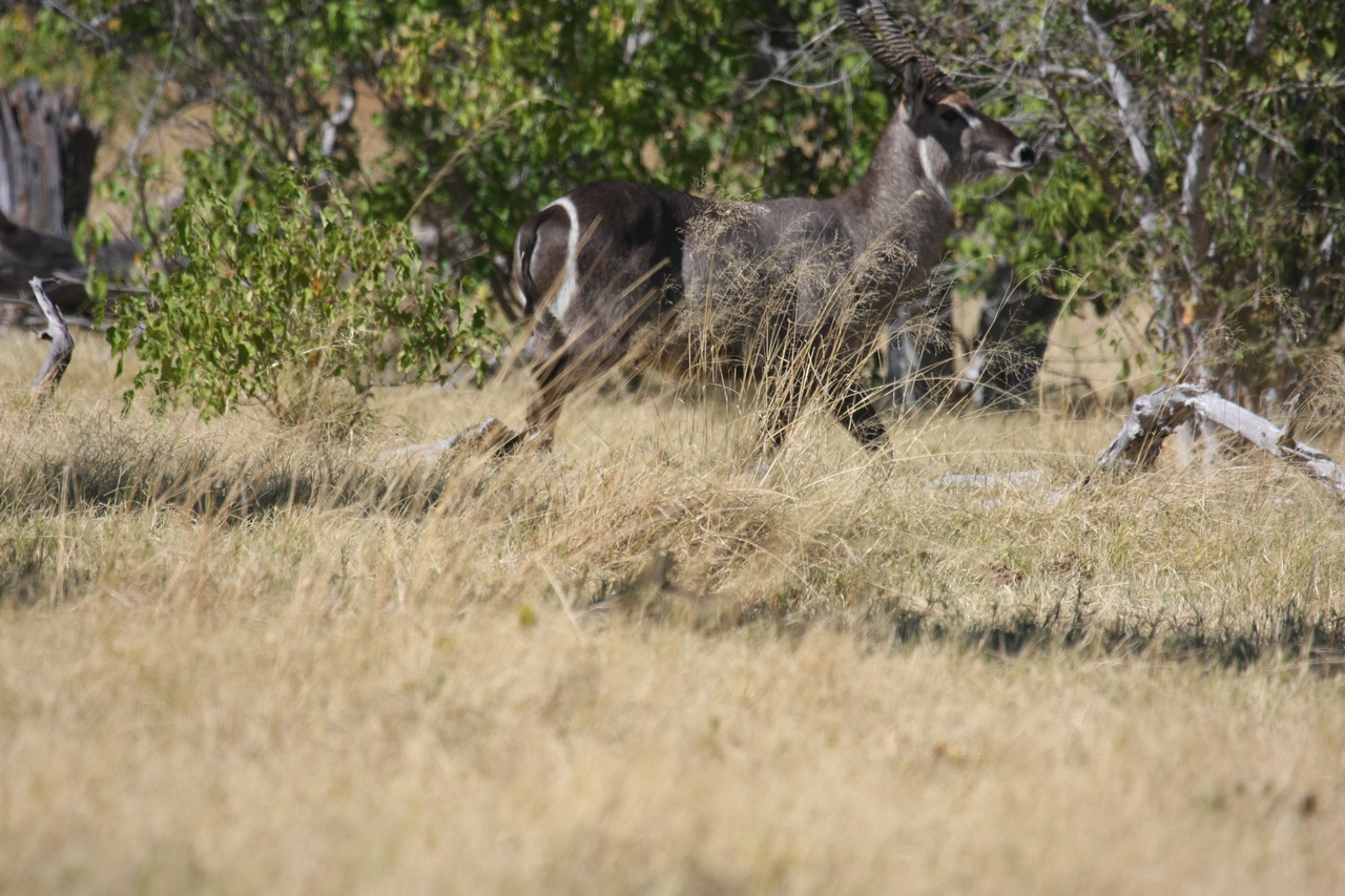 [19463] 2016_06_28_05_10_40_Africa_Canon_EOS_40D_IMG__02987.jpg