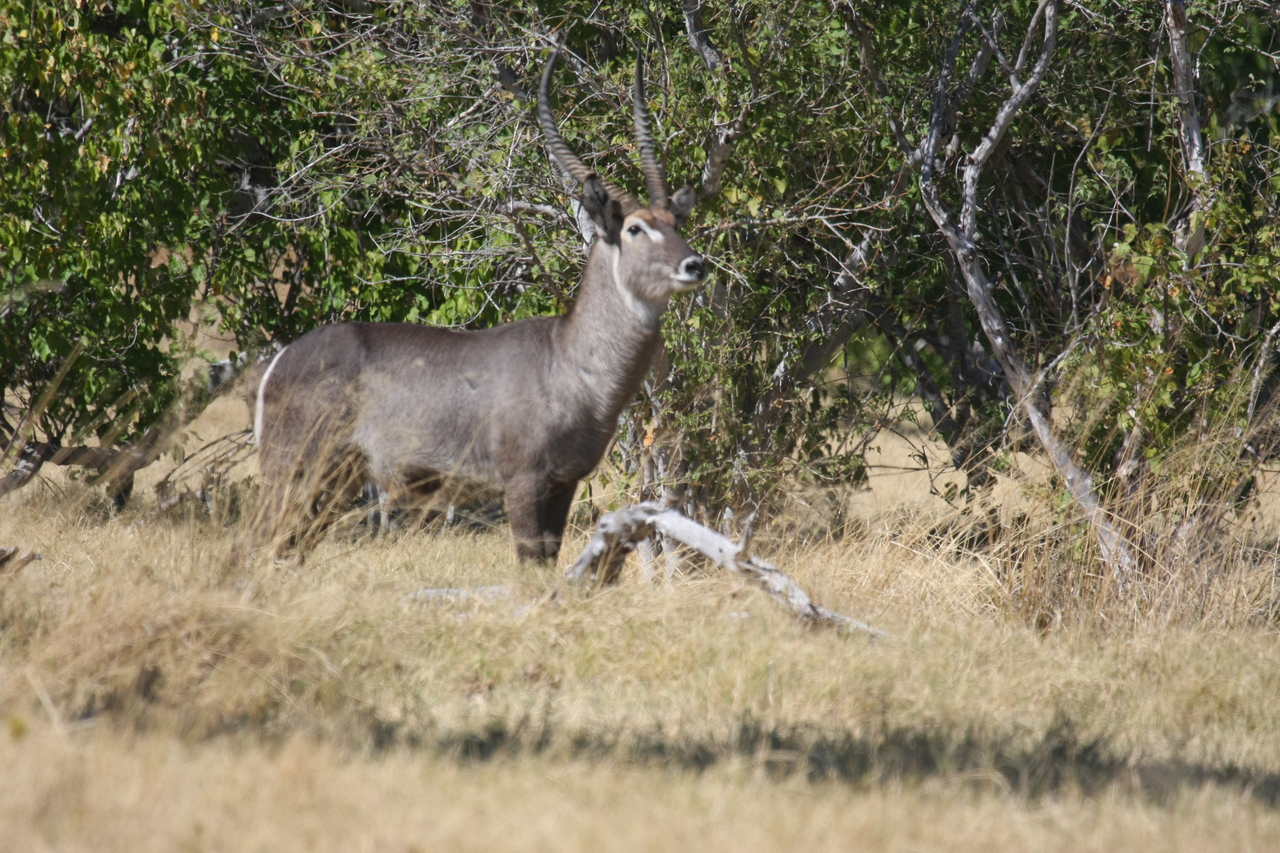 [19466] 2016_06_28_05_10_44_Africa_Canon_EOS_40D_IMG__00601.jpg