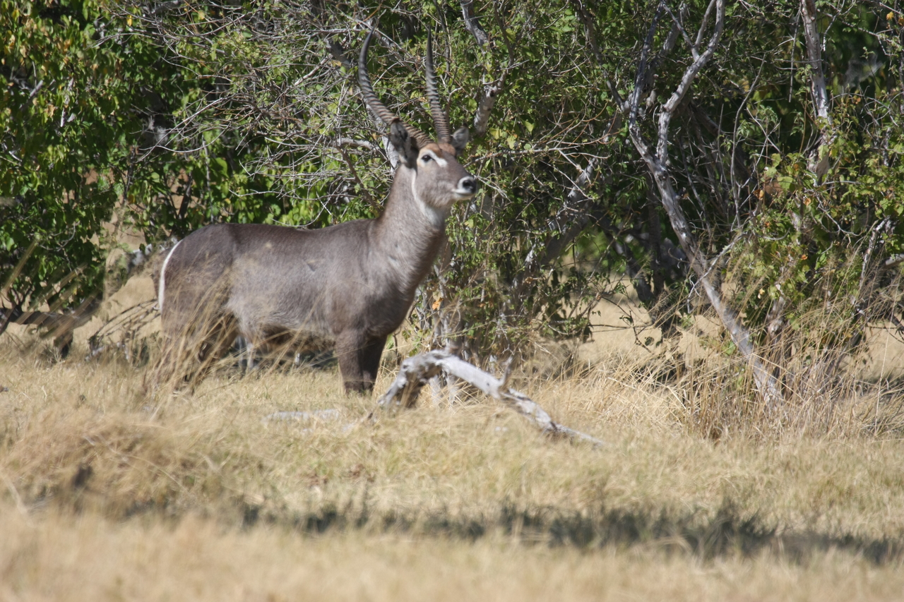 [19468] 2016_06_28_05_10_44_Africa_Canon_EOS_40D_IMG__00604.jpg