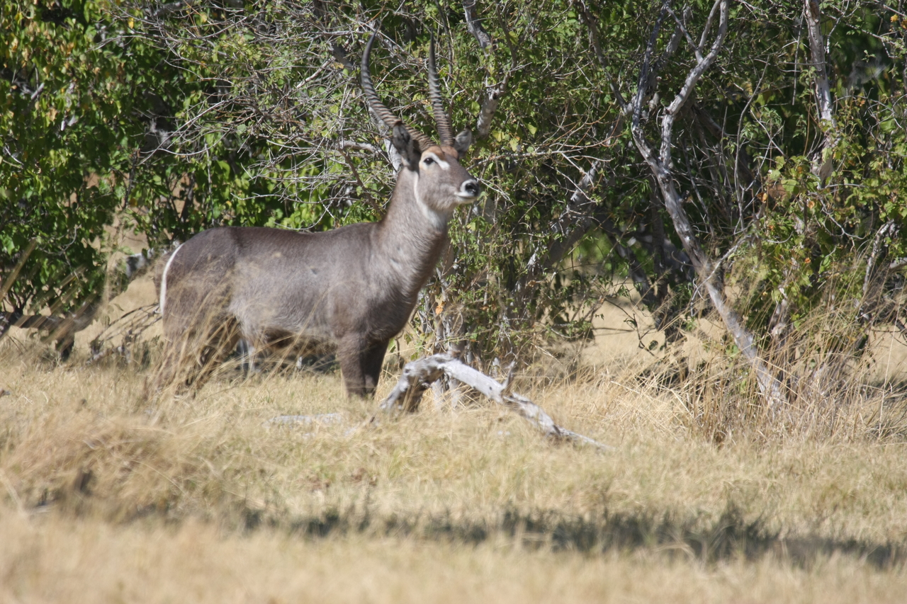 [19473] 2016_06_28_05_10_44_Africa_Canon_EOS_40D_IMG__10437.jpg