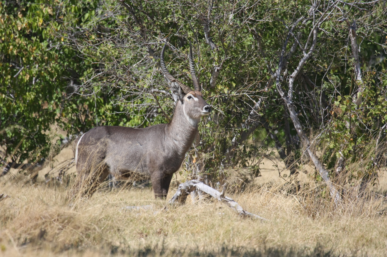 [19480] 2016_06_28_05_10_47_Africa_Canon_EOS_40D_IMG__00608.jpg