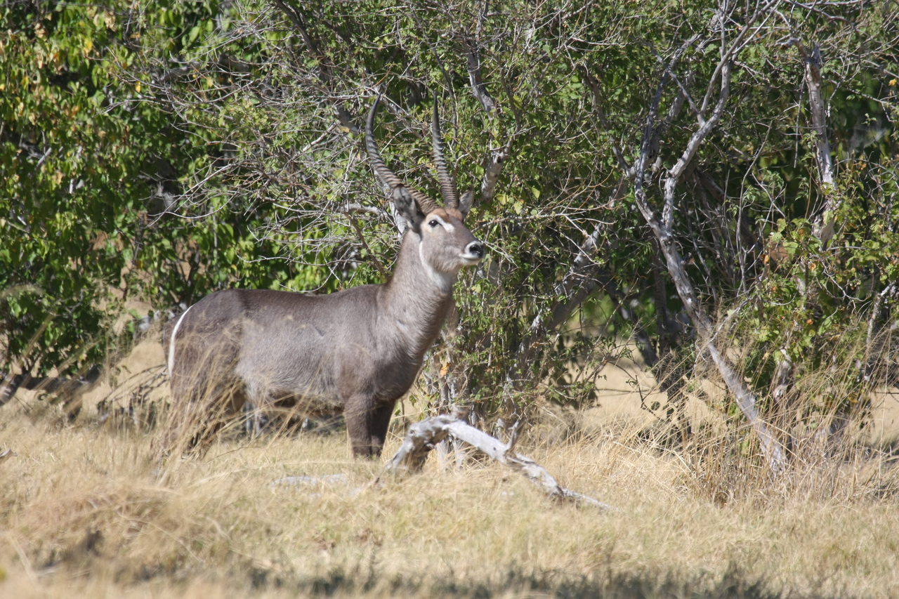 [19481] 2016_06_28_05_10_47_Africa_Canon_EOS_40D_IMG__02993.jpg