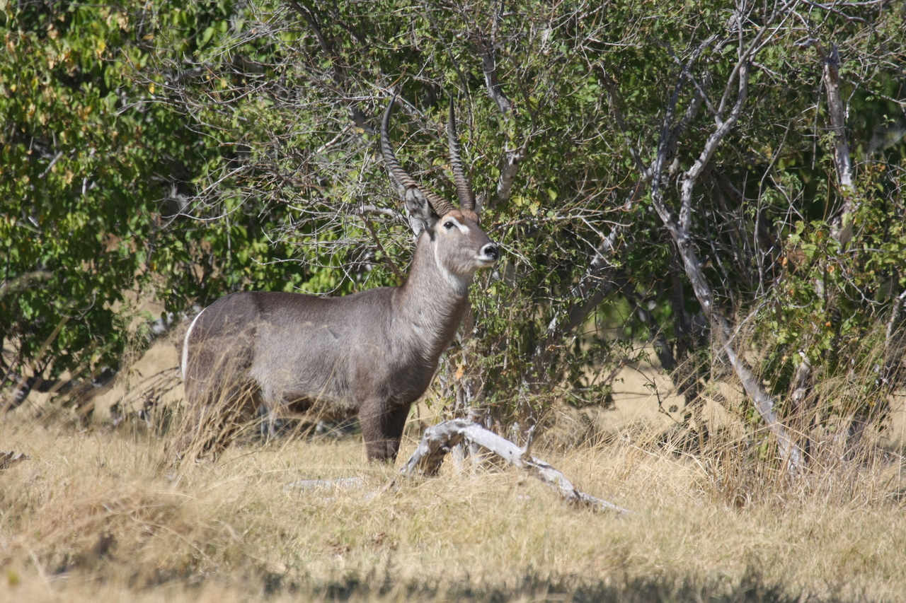 [19485] 2016_06_28_05_10_47_Africa_Canon_EOS_40D_IMG__10441.jpg