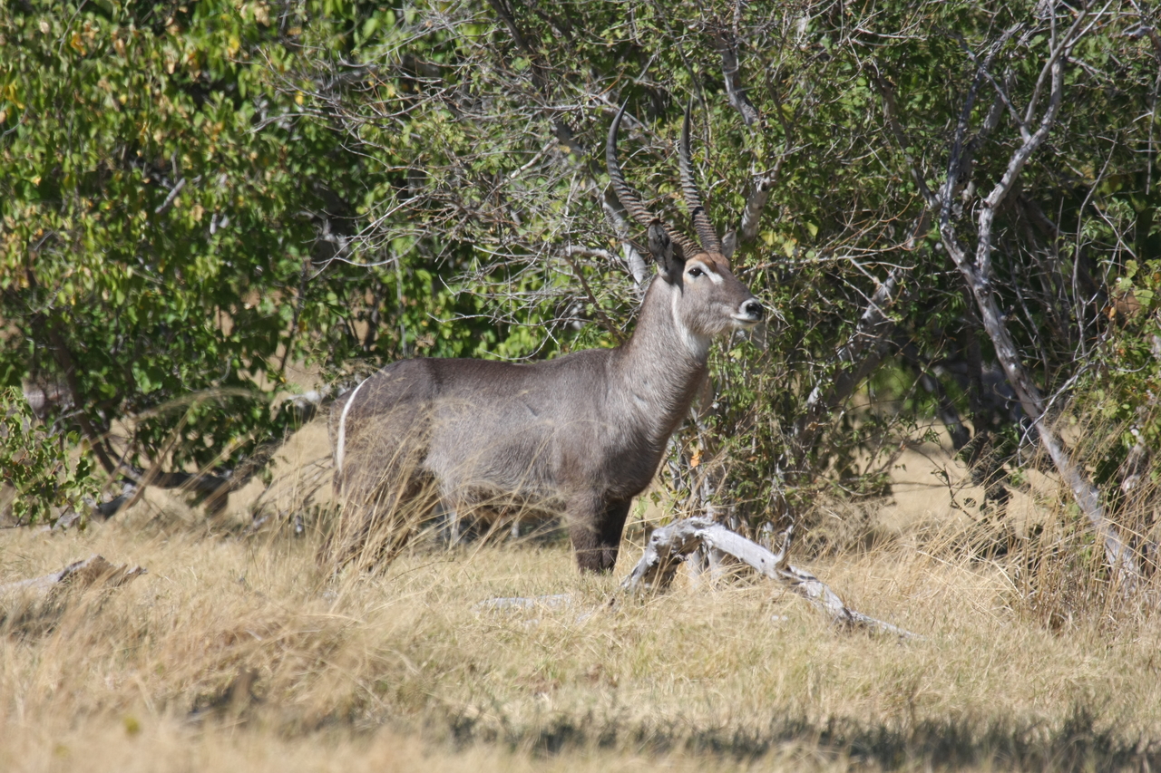 [19488] 2016_06_28_05_11_06_Africa_Canon_EOS_40D_IMG__00610.jpg