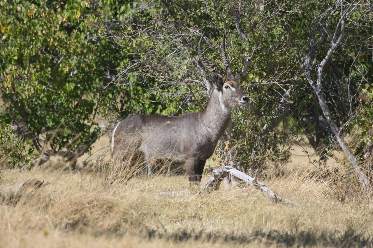 [19492] 2016_06_28_05_11_06_Africa_Canon_EOS_40D_IMG__02998.jpg
