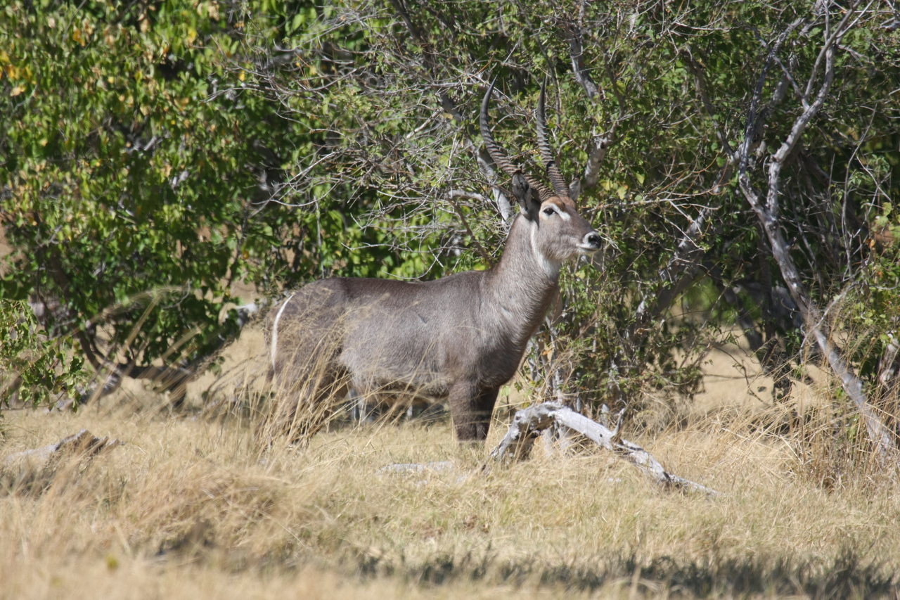 [19497] 2016_06_28_05_11_07_Africa_Canon_EOS_40D_IMG__02999.jpg