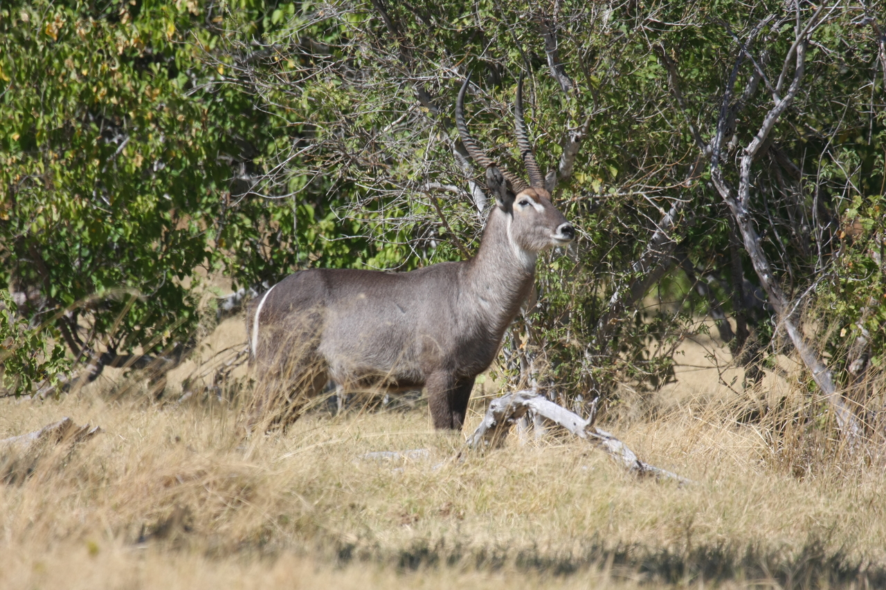 [19501] 2016_06_28_05_11_08_Africa_Canon_EOS_40D_IMG__10448.jpg