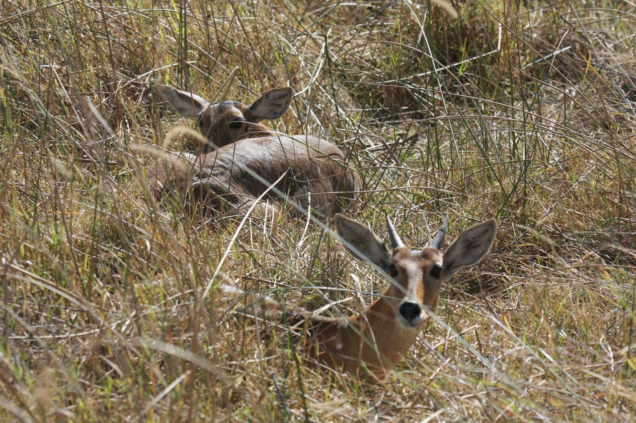 [19526] 2016_06_28_05_18_30_Africa_Canon_EOS_40D_IMG__03010.jpg