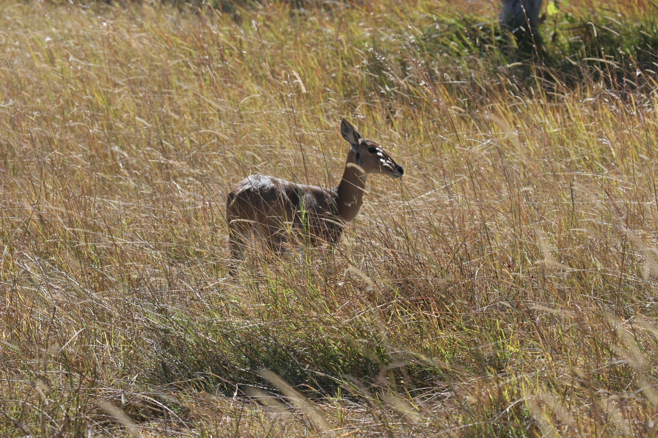 [19531] 2016_06_28_05_18_53_Africa_Canon_EOS_40D_IMG__03012.jpg