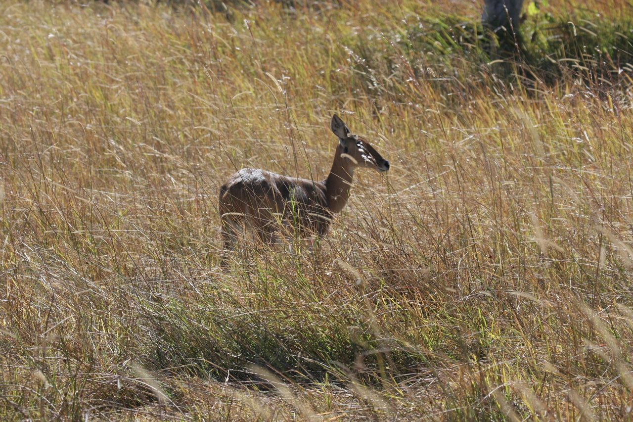 [19534] 2016_06_28_05_18_53_Africa_Canon_EOS_40D_IMG__10460.jpg