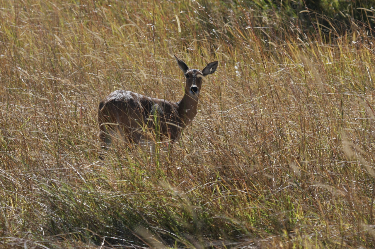 [19536] 2016_06_28_05_19_01_Africa_Canon_EOS_40D_IMG__00628.jpg