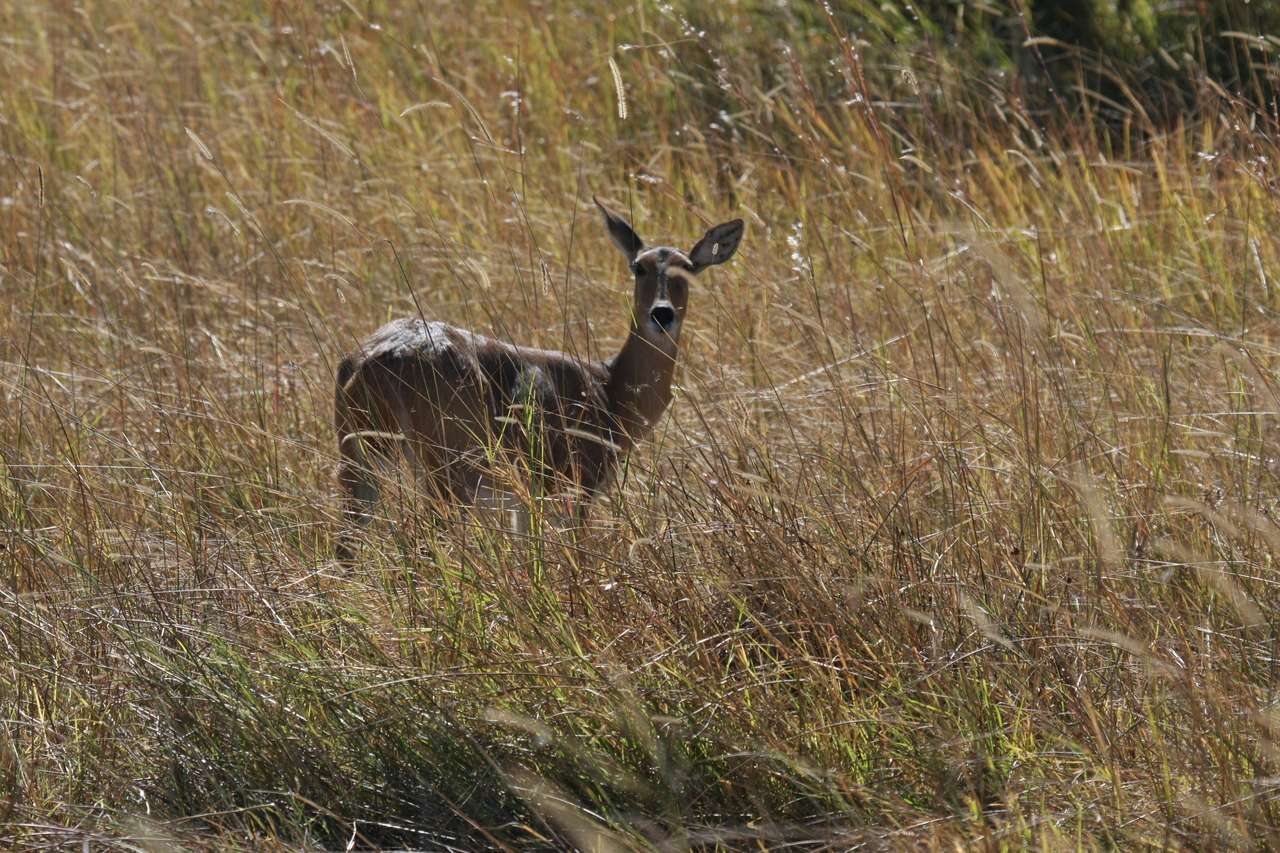 [19543] 2016_06_28_05_19_01_Africa_Canon_EOS_40D_IMG__10463.jpg