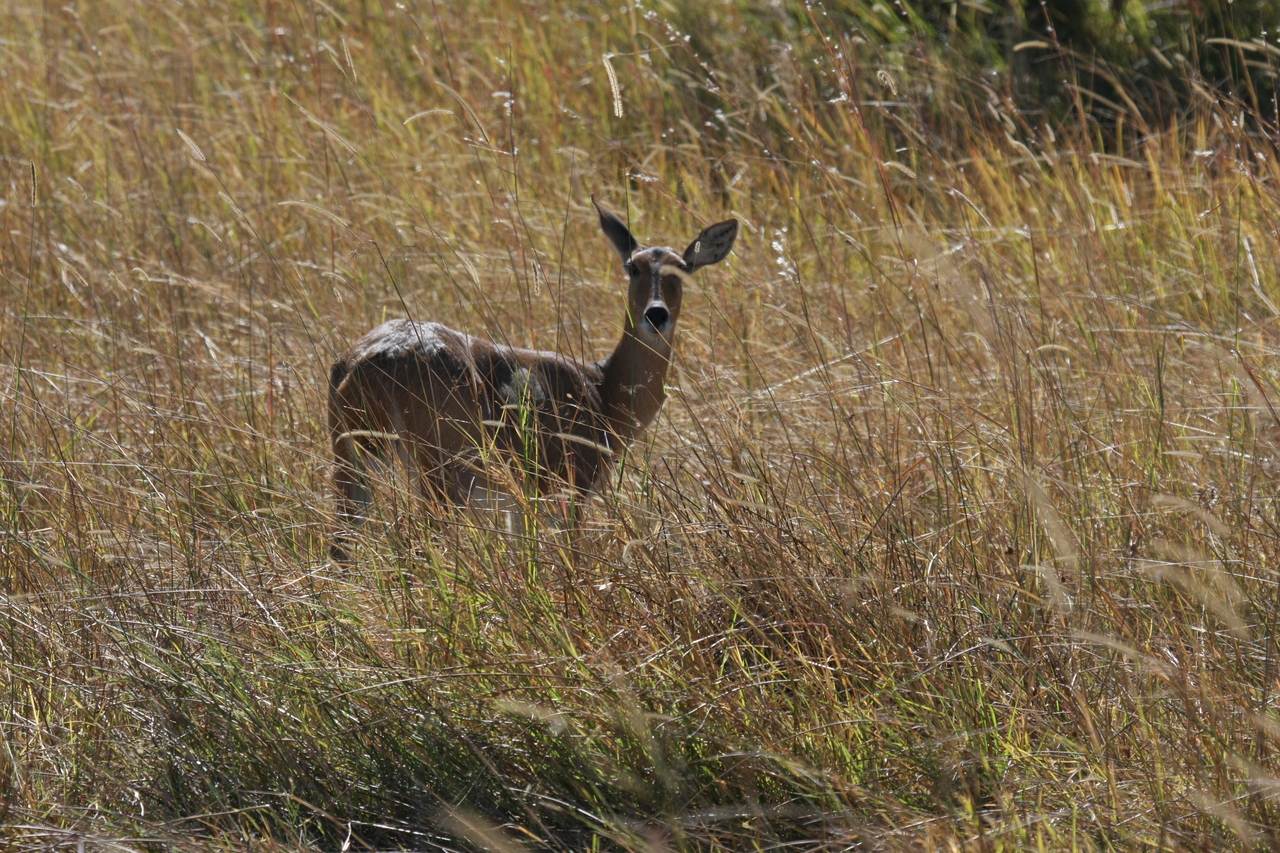 [19546] 2016_06_28_05_19_02_Africa_Canon_EOS_40D_IMG__10464.jpg