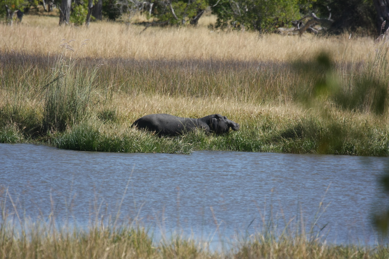 [19575] 2016_06_28_05_23_40_Africa_Canon_EOS_40D_IMG__03028.jpg