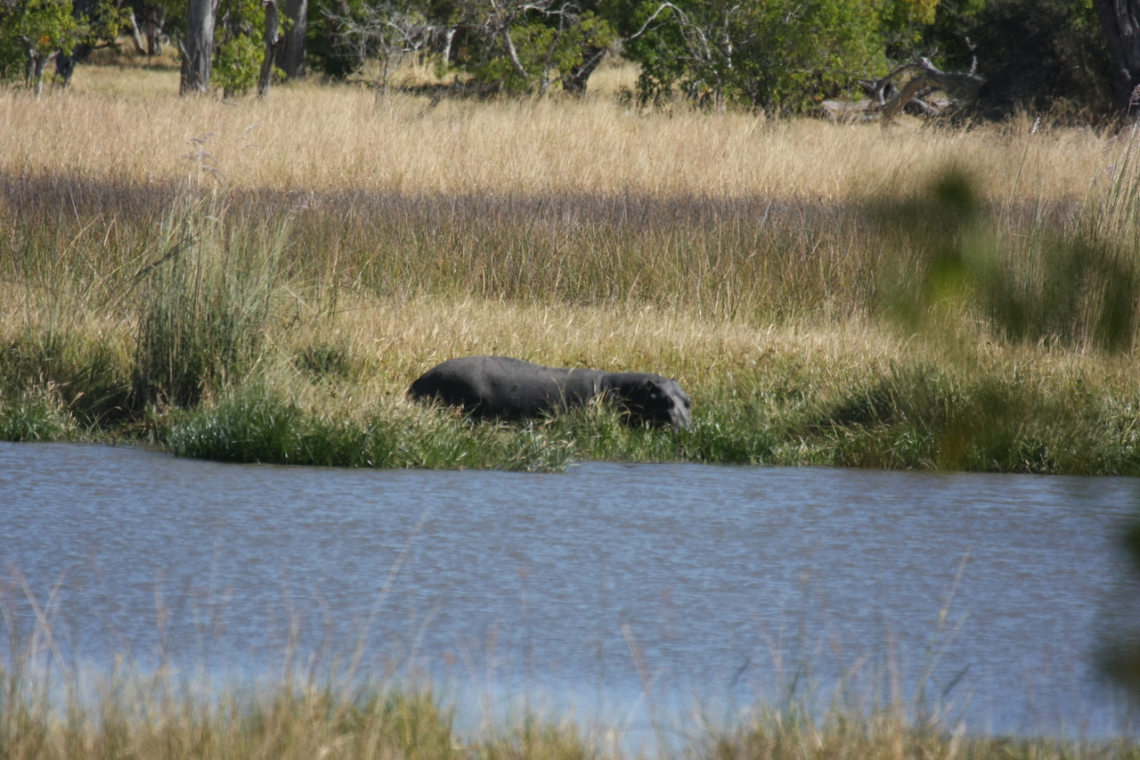 [19606] 2016_06_28_05_23_49_Africa_Canon_EOS_40D_IMG__10486.jpg