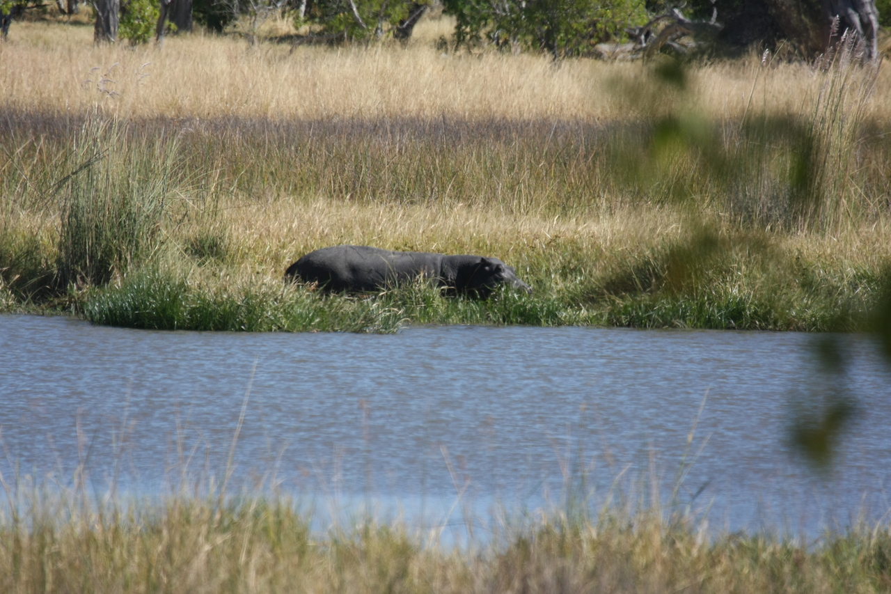 [19611] 2016_06_28_05_24_04_Africa_Canon_EOS_40D_IMG__03041.jpg