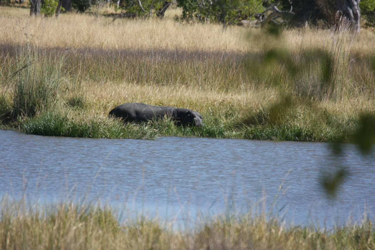 [19622] 2016_06_28_05_24_24_Africa_Canon_EOS_40D_IMG__03045.jpg