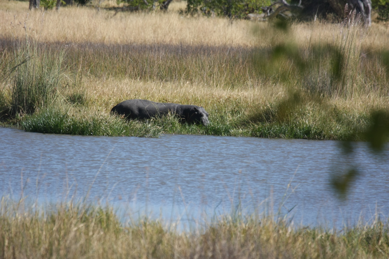 [19623] 2016_06_28_05_24_24_Africa_Canon_EOS_40D_IMG__03046.jpg